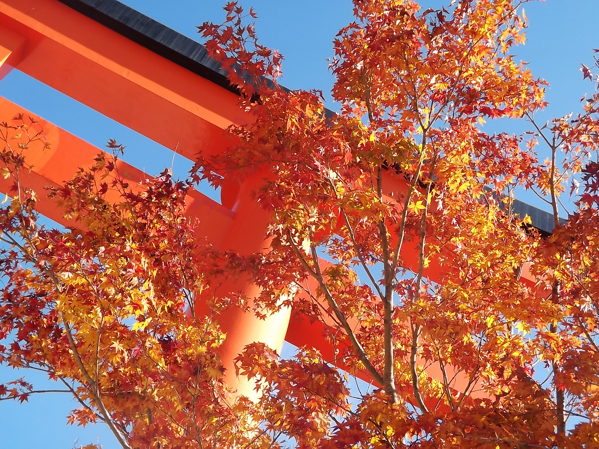 Momiji and red torii at Fushimi Inari