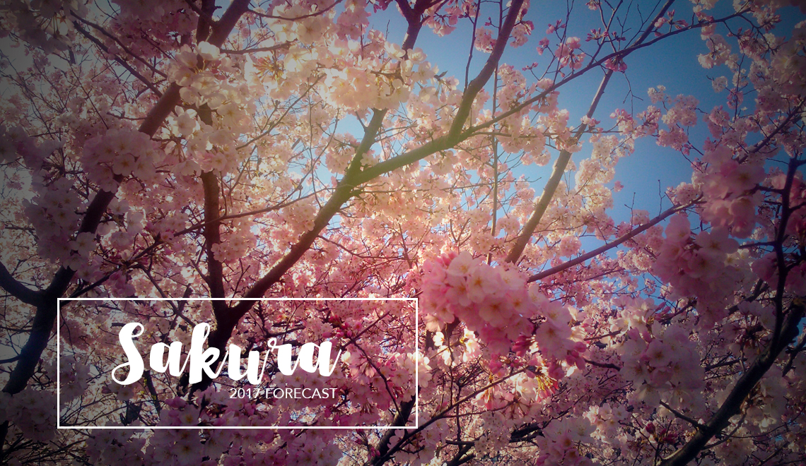 Sakura blossom and forecast in Japan