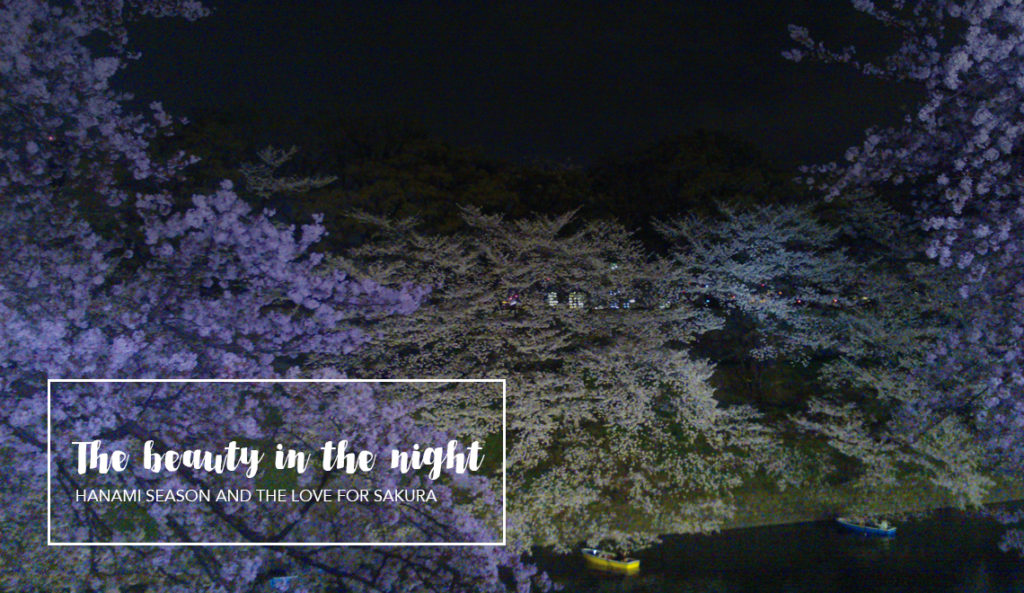 Hanami season and cherry blossom in Tokyo, Japan