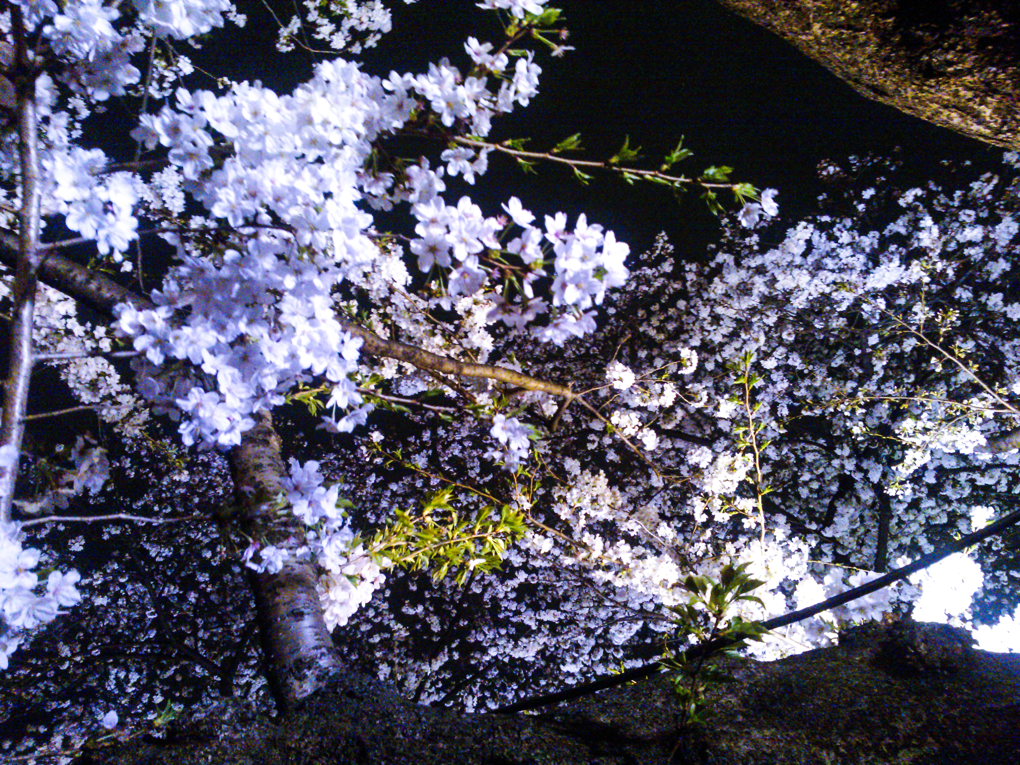 Sakura and impermanence