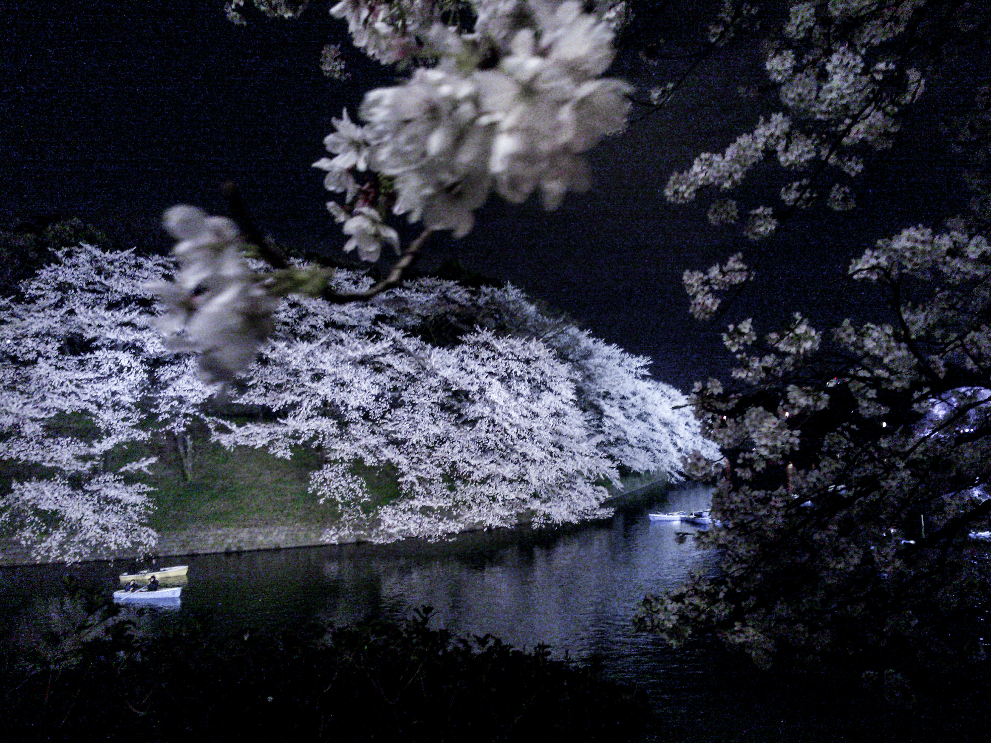 Sakura and impermanence