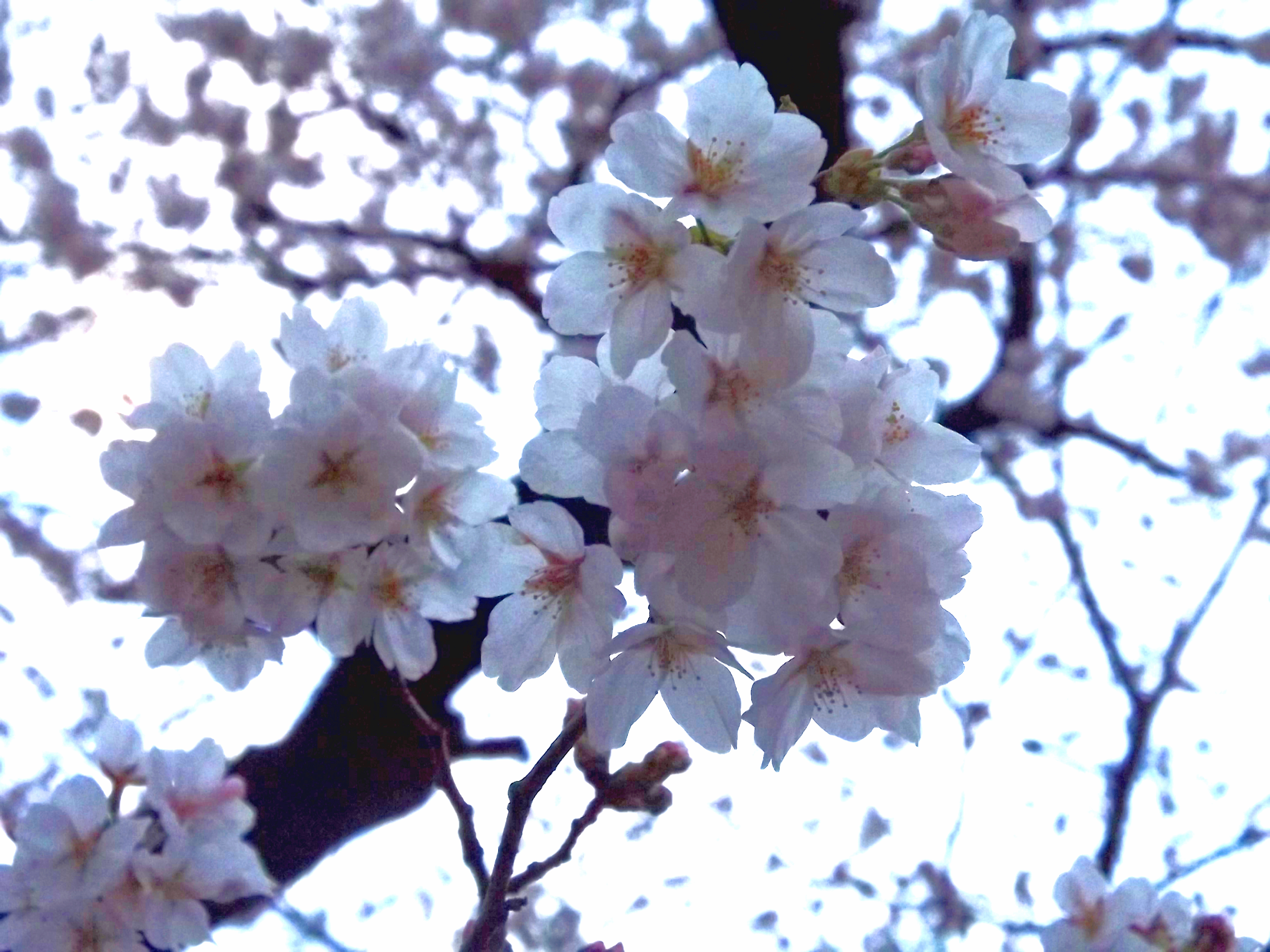Sakura and impermanence